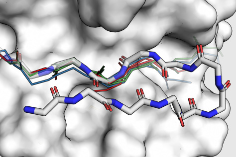 Illustration of protein fragment binding to a larger protein