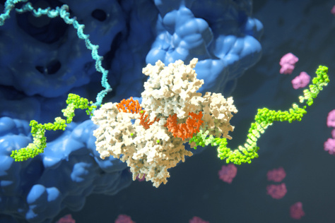 3D rendering of RNAi binding to mRNA strand