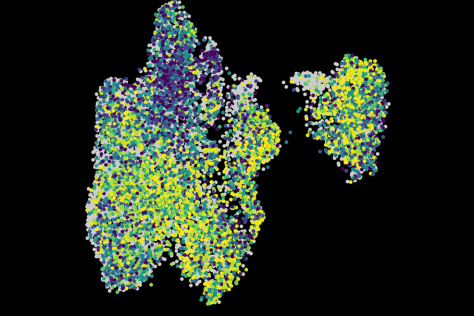 Splenic T cells
