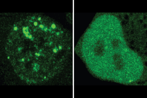 Two micrographs. On the left, small, bright green fuzzy dots appear within a larger space. On the right, the bright green coloration is dispersed throughout most of the space.