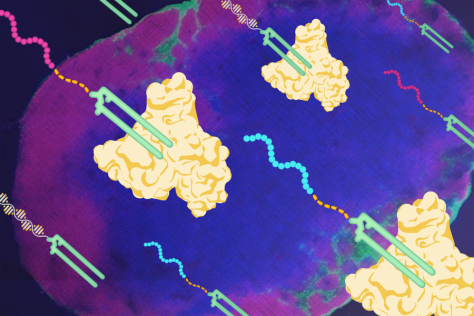 Illustration of U shaped vaccine molecules with tails attach to three-lobed albumin molecules. The background is an image of a oval shaped lymph node.