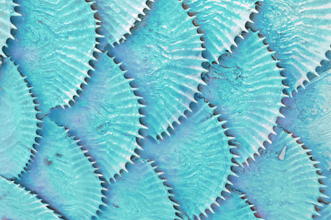 Blue Gourami scales