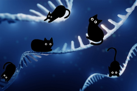 An illustration of black cats sitting on white RNA strands against a dark blue background