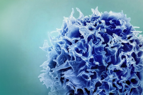 Brightly colored, close-up view of cells in spherical clusters. They glow in vibrant greens, blues, and reds, creating a dynamic and lively visual effect.