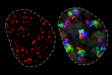 an image of a pair of red and green cells
