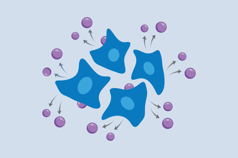 Diagram showing four irregular cells actively secreting small spheres