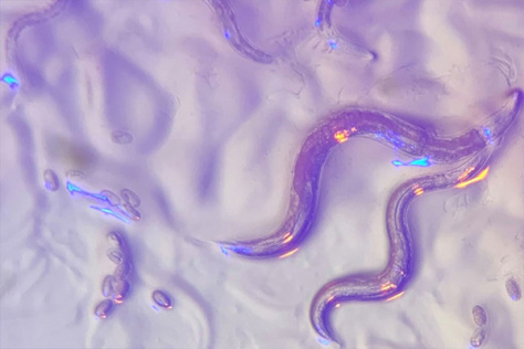 A vibrant Caenorhabditis elegans roundworm displaying purple and blue lights, illustrating its ability to sense environmental colors.