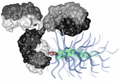 Chemotherapy drugs carried by a bottlebrush polymer.