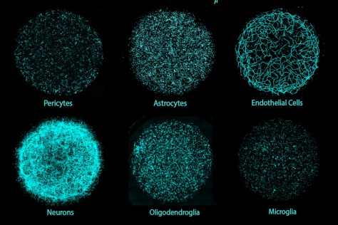 3x2 grid of circles composed of hundreds of cyan-stained cells on a black background. Circles are labled: pericytes, astrocytes, endothelial cells, neurons, ogliodendroglia, and microglia
