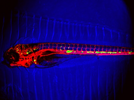 fluorescent microscopy image of a zebrafish stained for YAP 