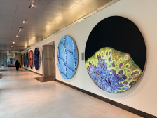 Green cell like image followed by blue fish scales image looking down the hallway