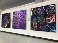 three square lightboxes with biomedical images